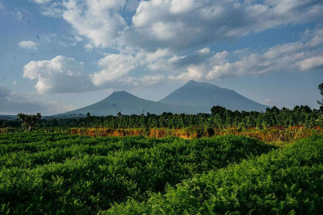 Guardians of the Virunga: How Rwanda Protects Its Mountain Gorillas
