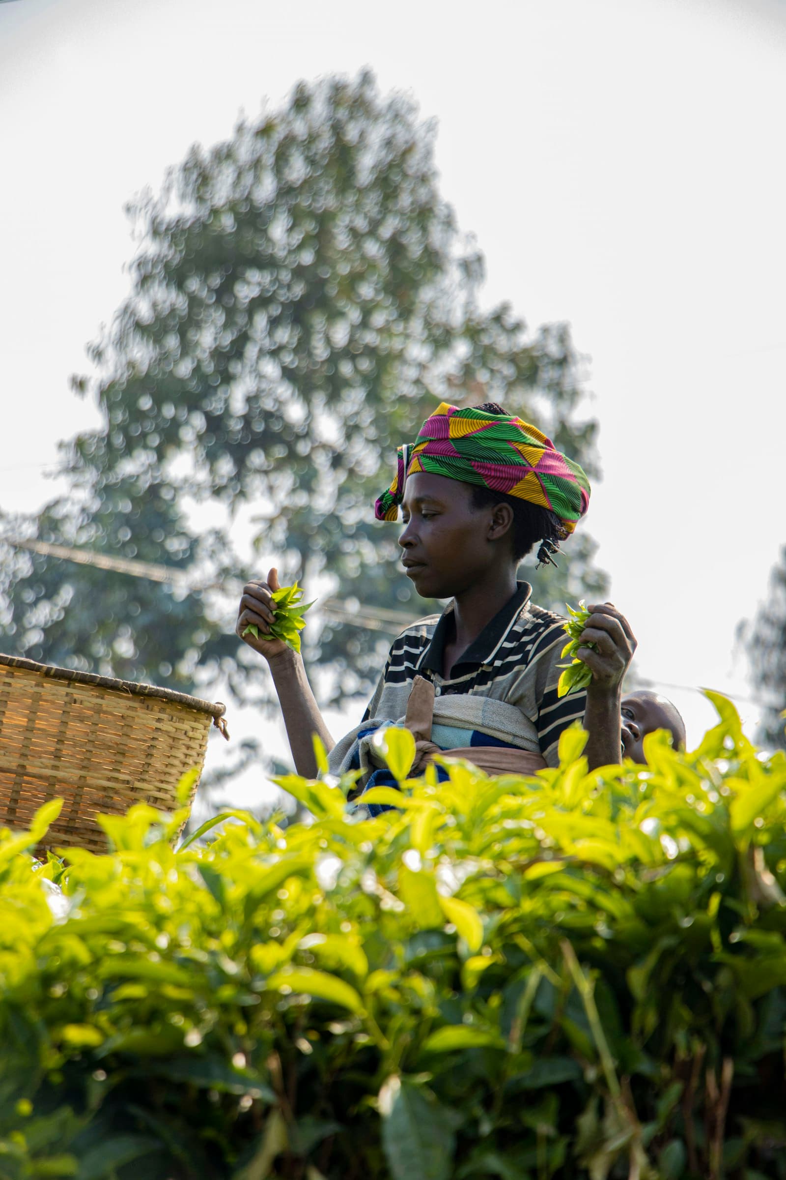 Agro-Tourism (Agriculture Experience)