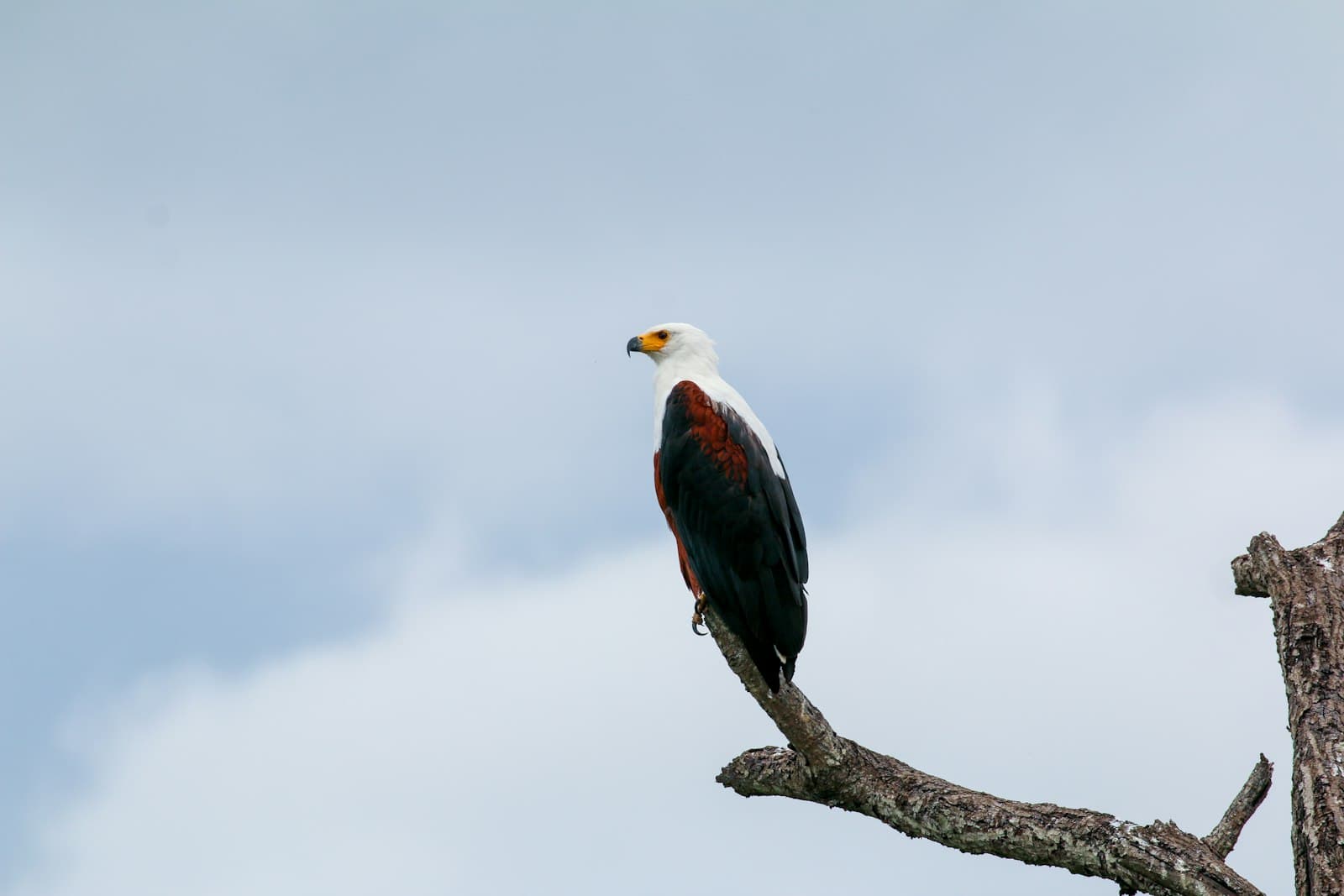 Bird Watching Tour